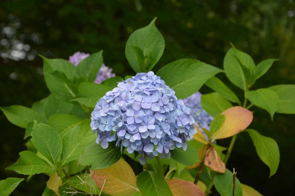 DSC_5261Mittel_.JPG